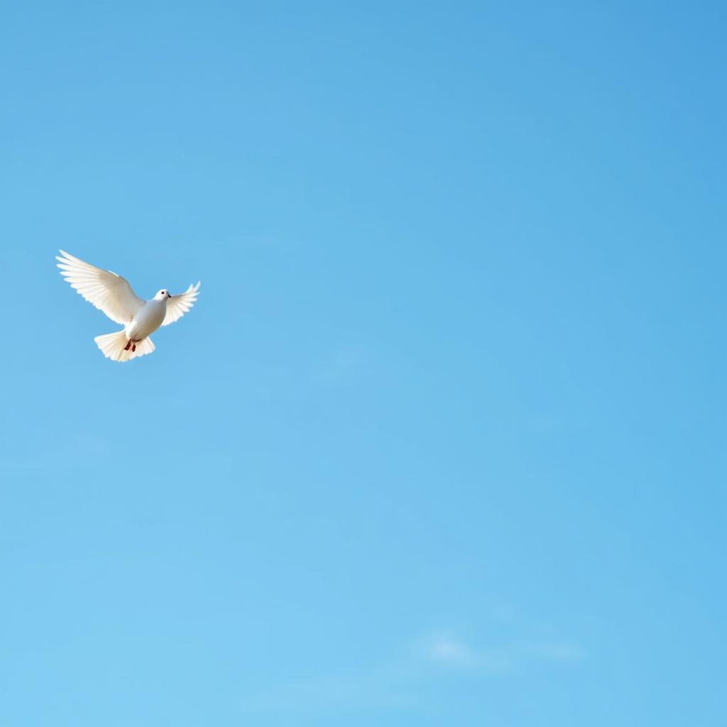 Symbolism of Pigeons and the Phrase K Se Kabootar